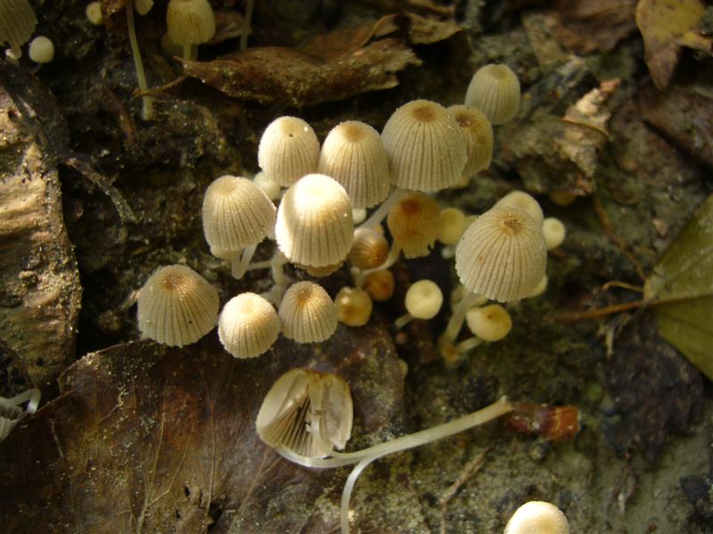 Psathyrella pigmea